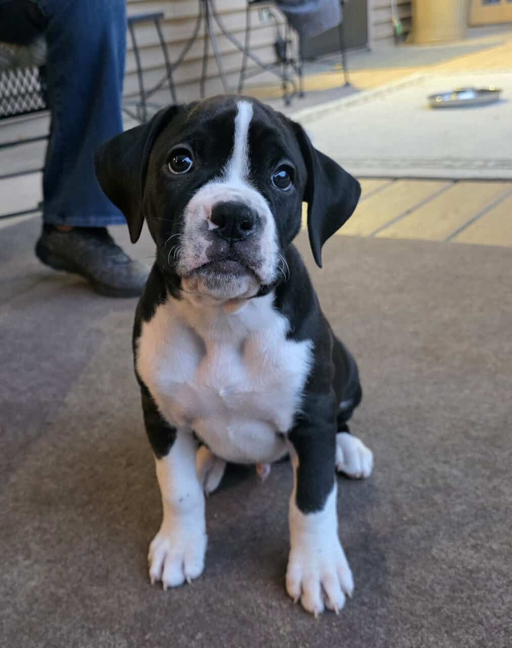 Boxer Puppies image 9