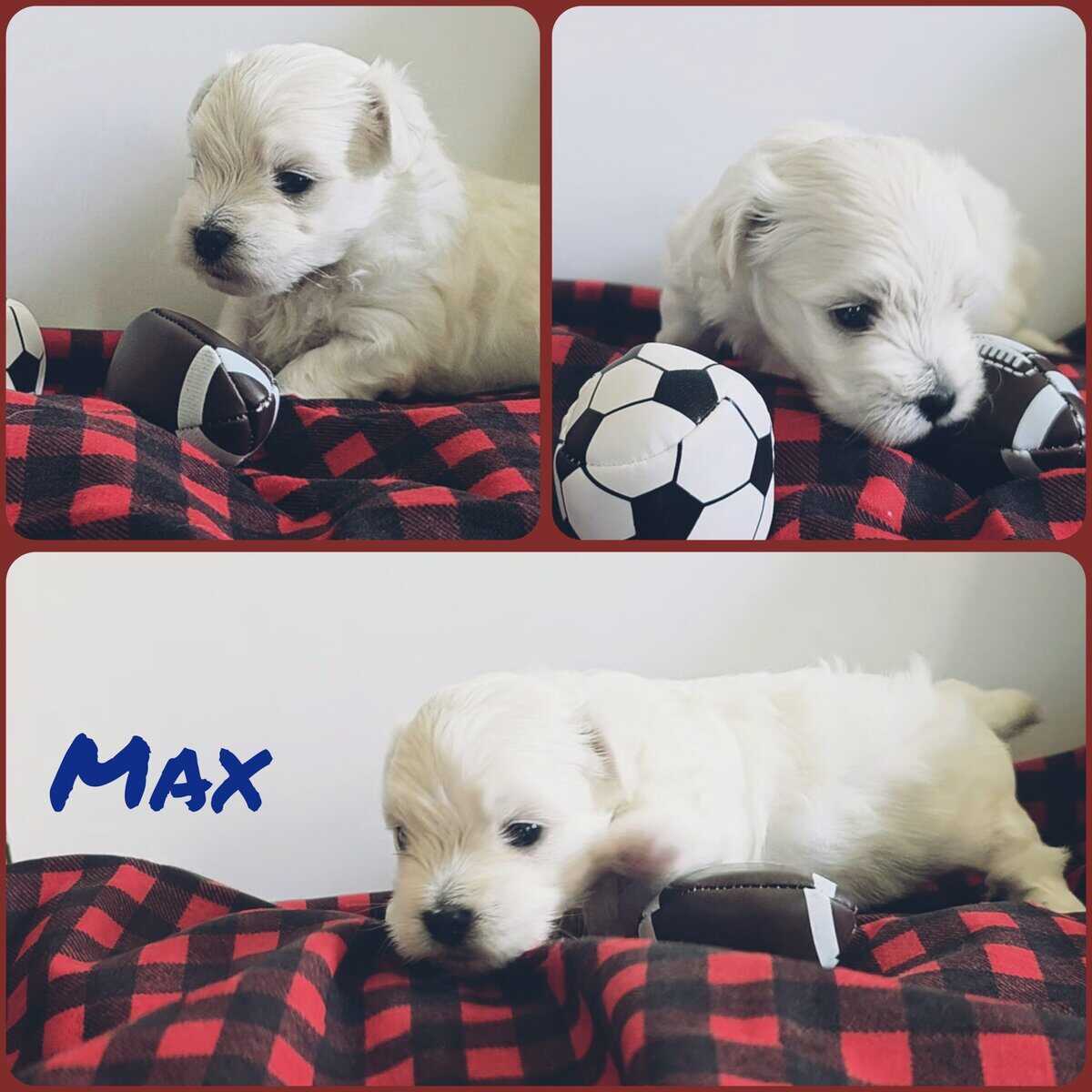 Toy Maltese image 4