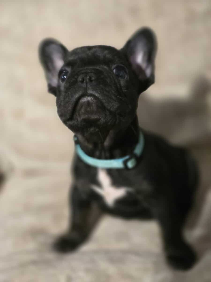 French bulldog puppies image 4