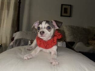 Bi-Color Chihuaha