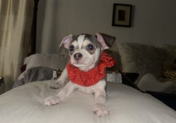 Bi-Color Chihuaha