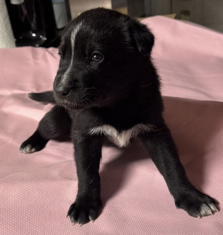 Belsky Puppies image 8