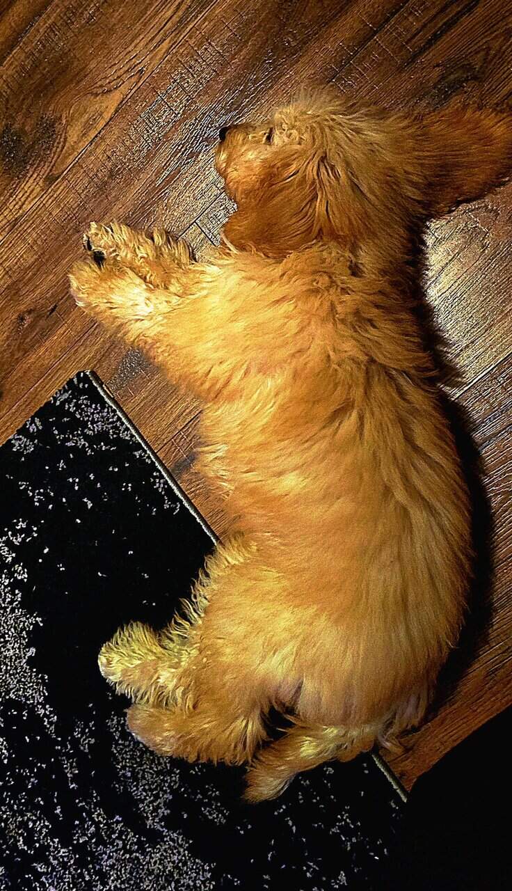 Goldendoodle Puppy image 1