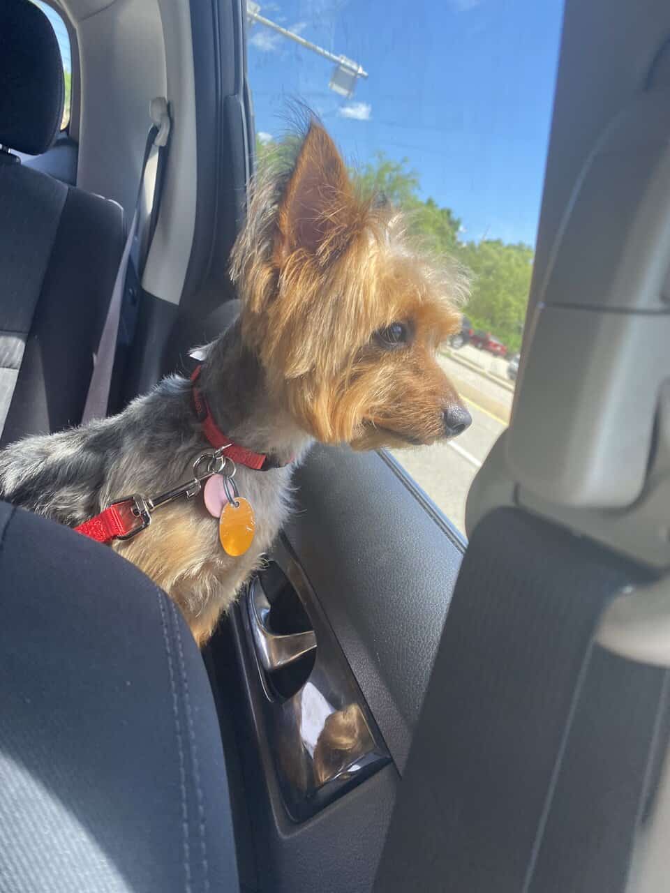 🐶 Male Yorkshire Terrier for Sale image 3