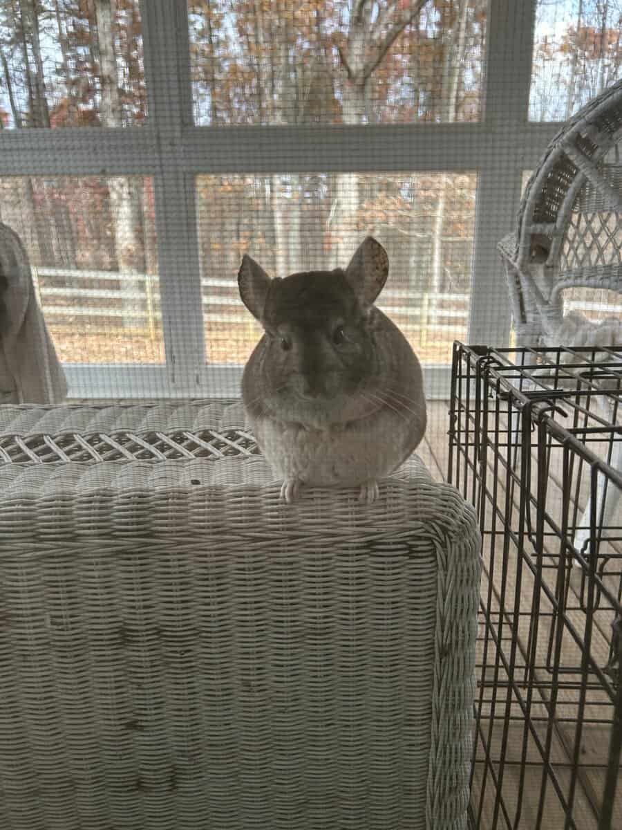 Chinchilla for sale image 3