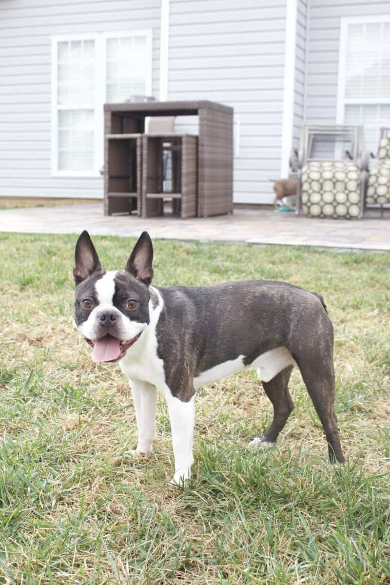 8 Boston Terrier Puppies image 10