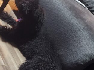 Poodle up for adoption