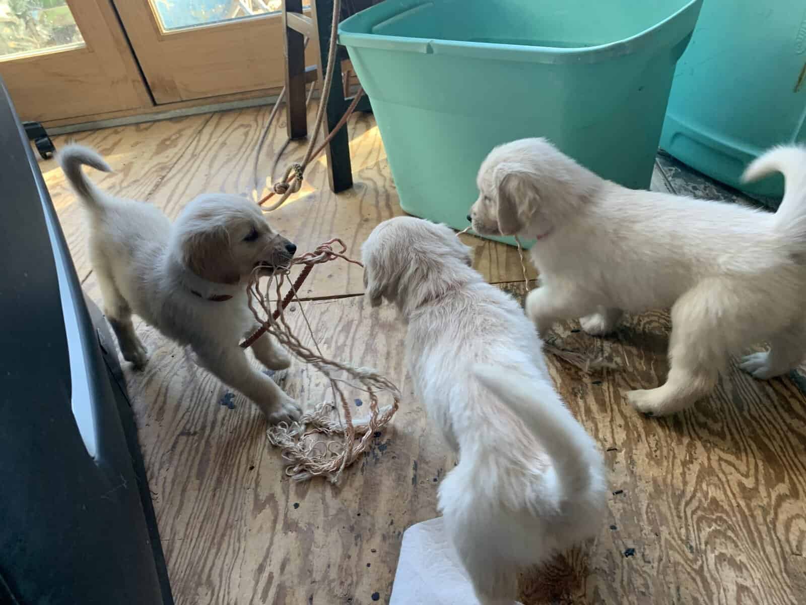 Golden Retriever Puppies image 3