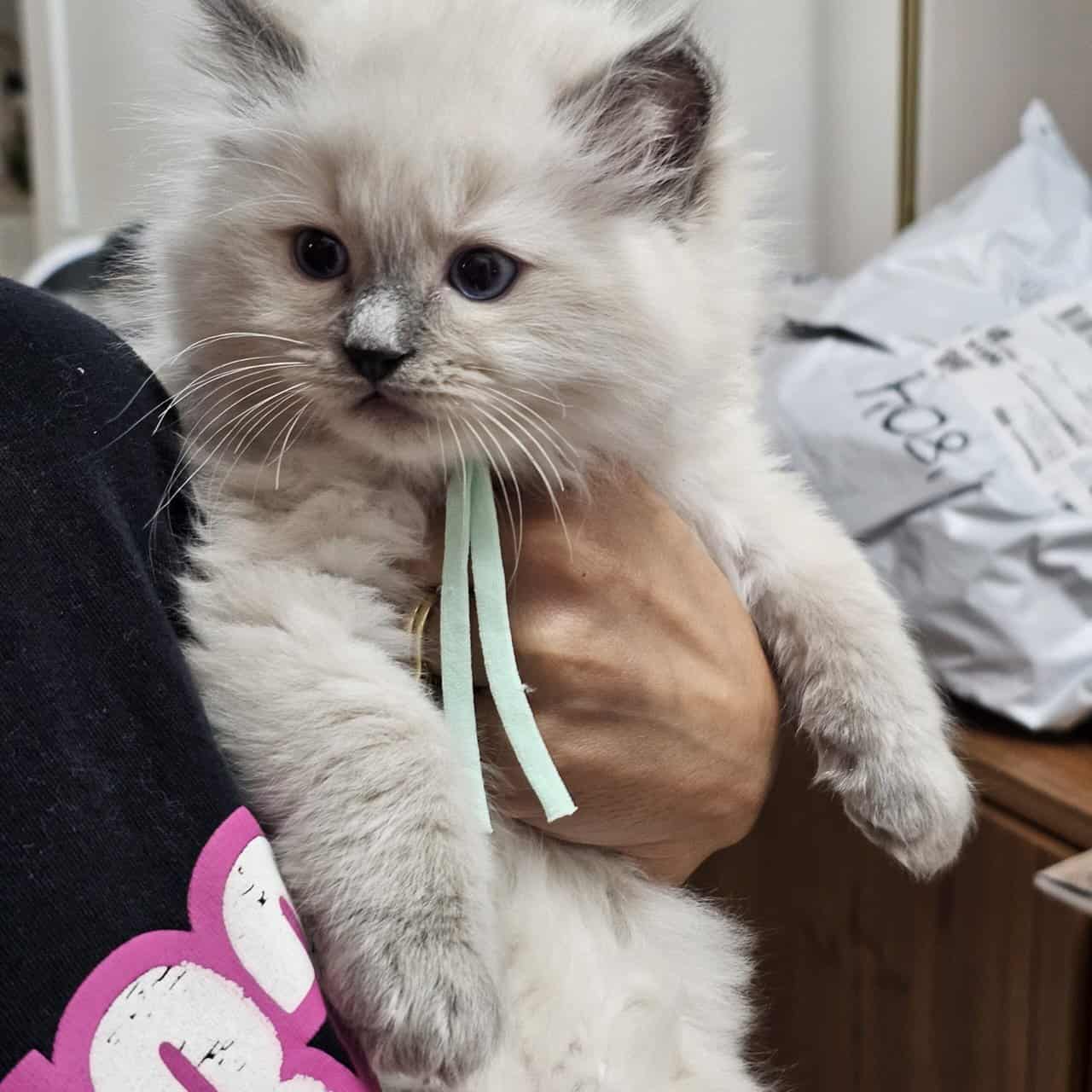 Ragdoll Kittens image 1
