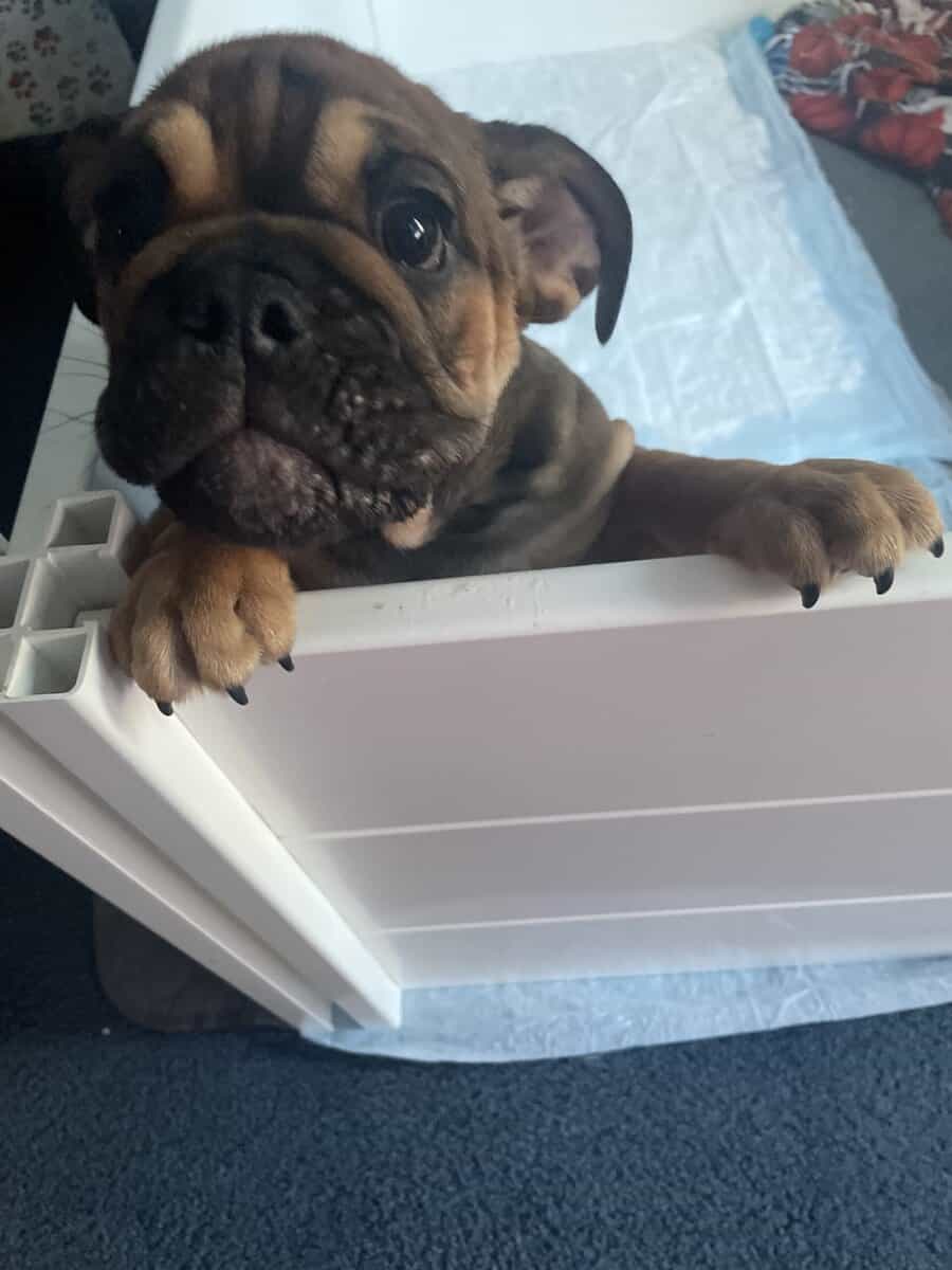 English bulldog image 2