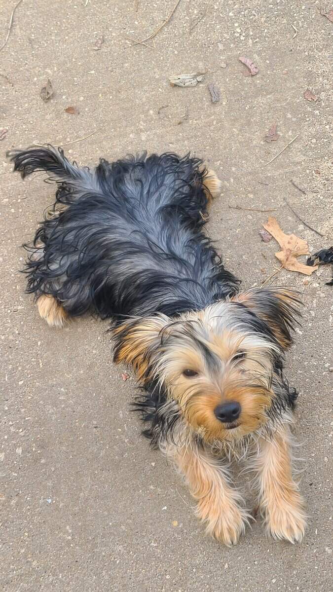 Zippy-Yorkie image 2