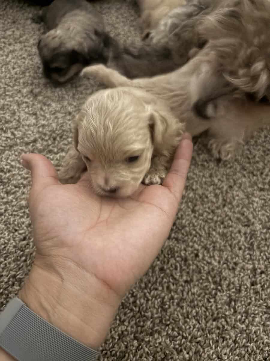 Puppies for sale image 8