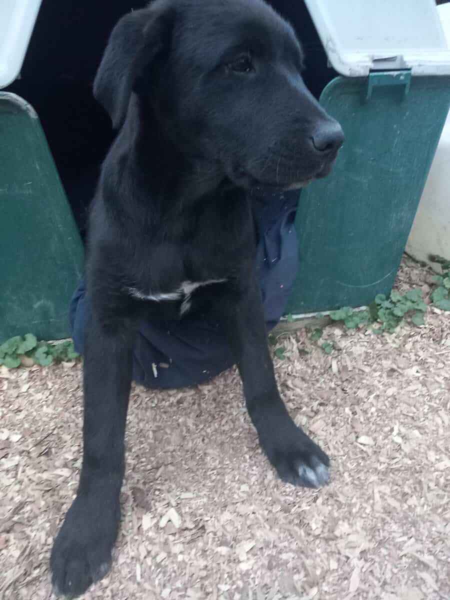 Great Pyrenees and black lab mix image 3