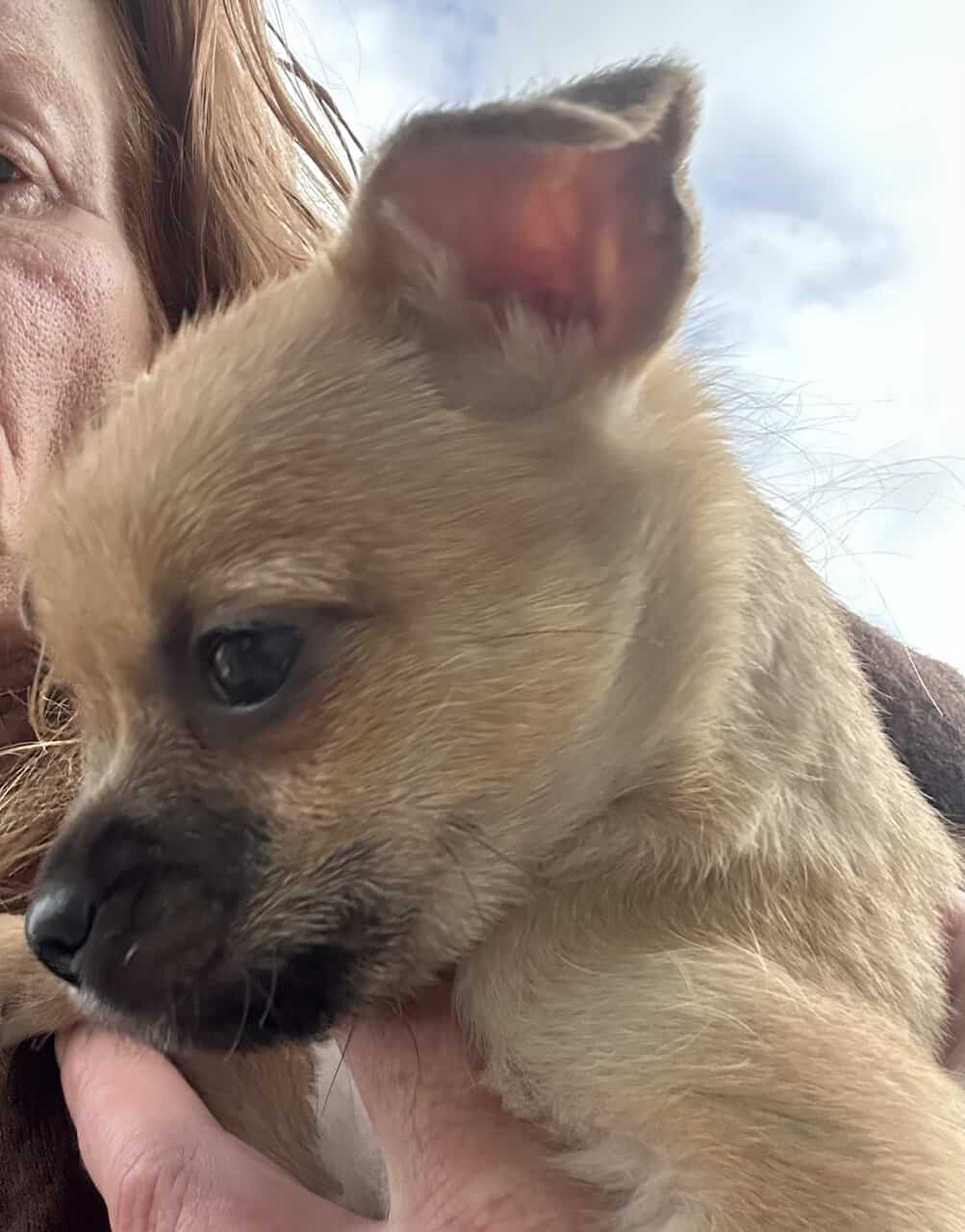 Fawn Male Chihuahua Puppy image 1