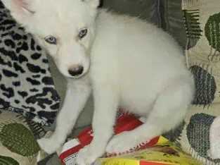 Akc registered siberian husky puppies