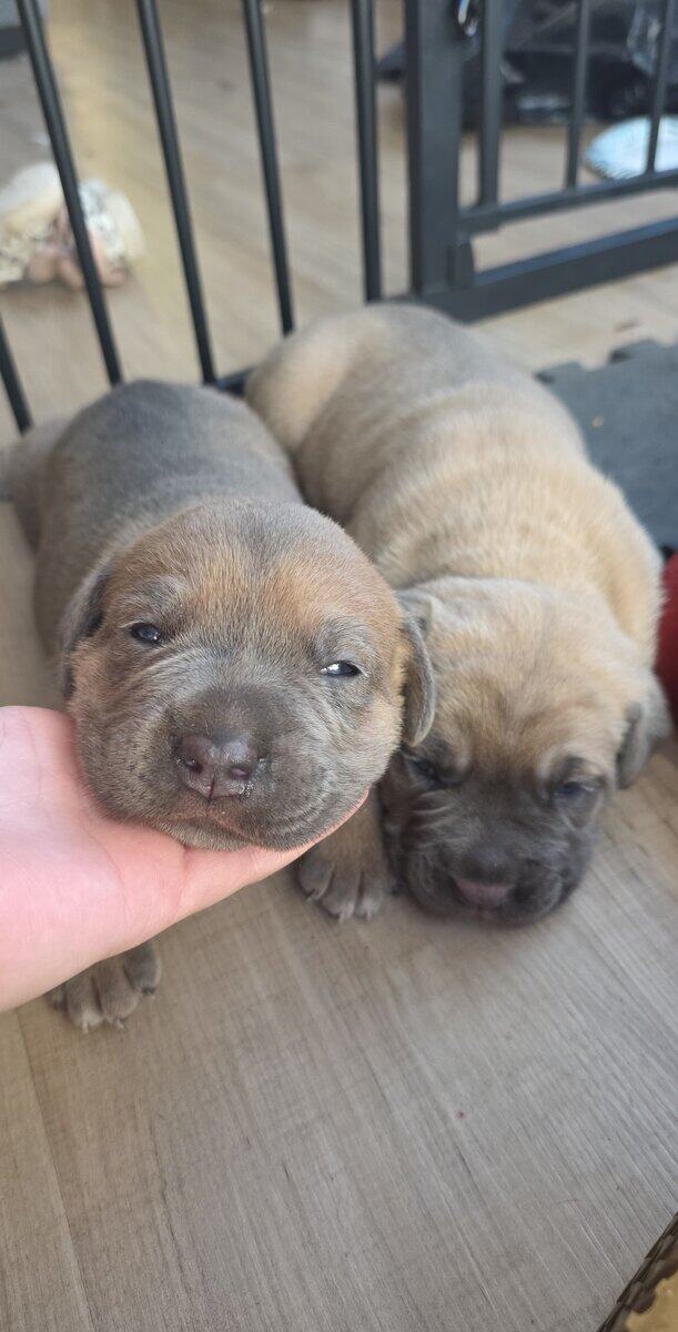 PURE CANE CORSO PUPS🐾 image 3