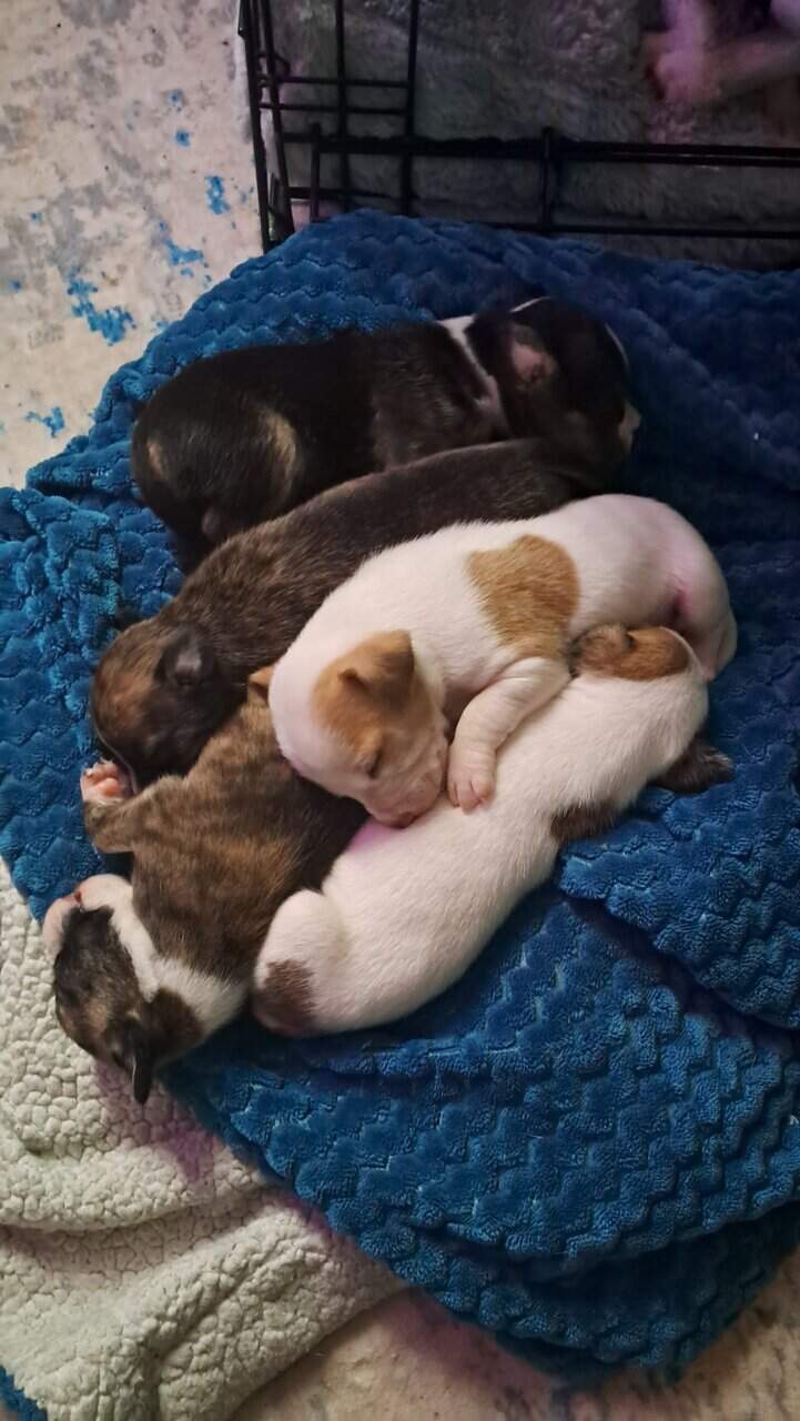 American staffordshire terrier and rat terrier image 3