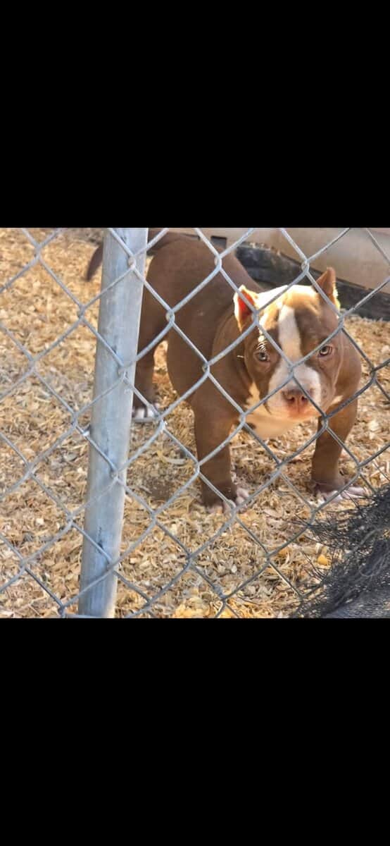 American bully puppys image 2