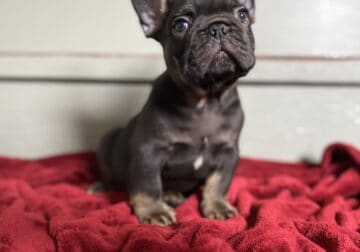 AKC Adorable Rare French Bulldog puppy