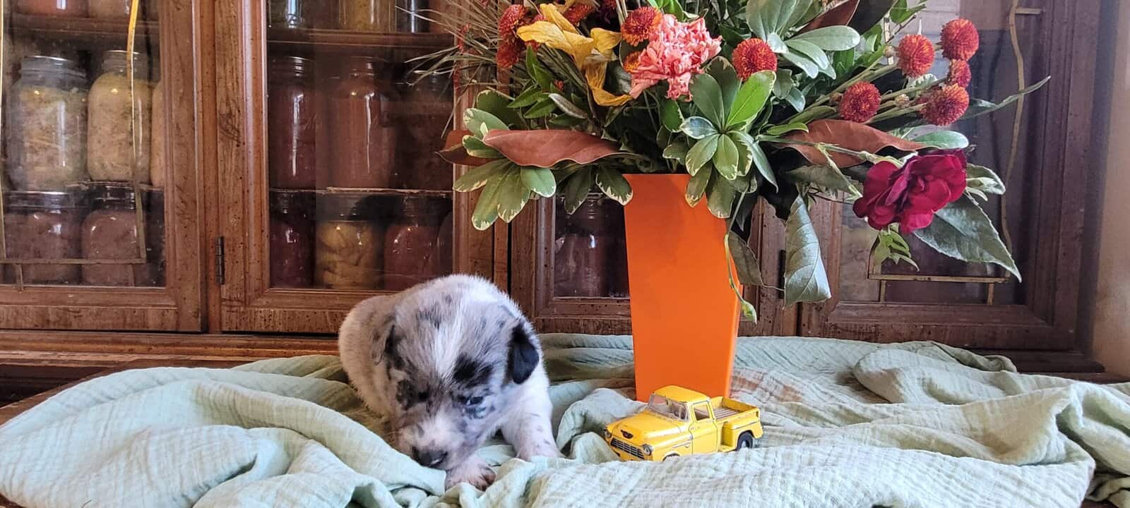 Aussie Puppies image 12