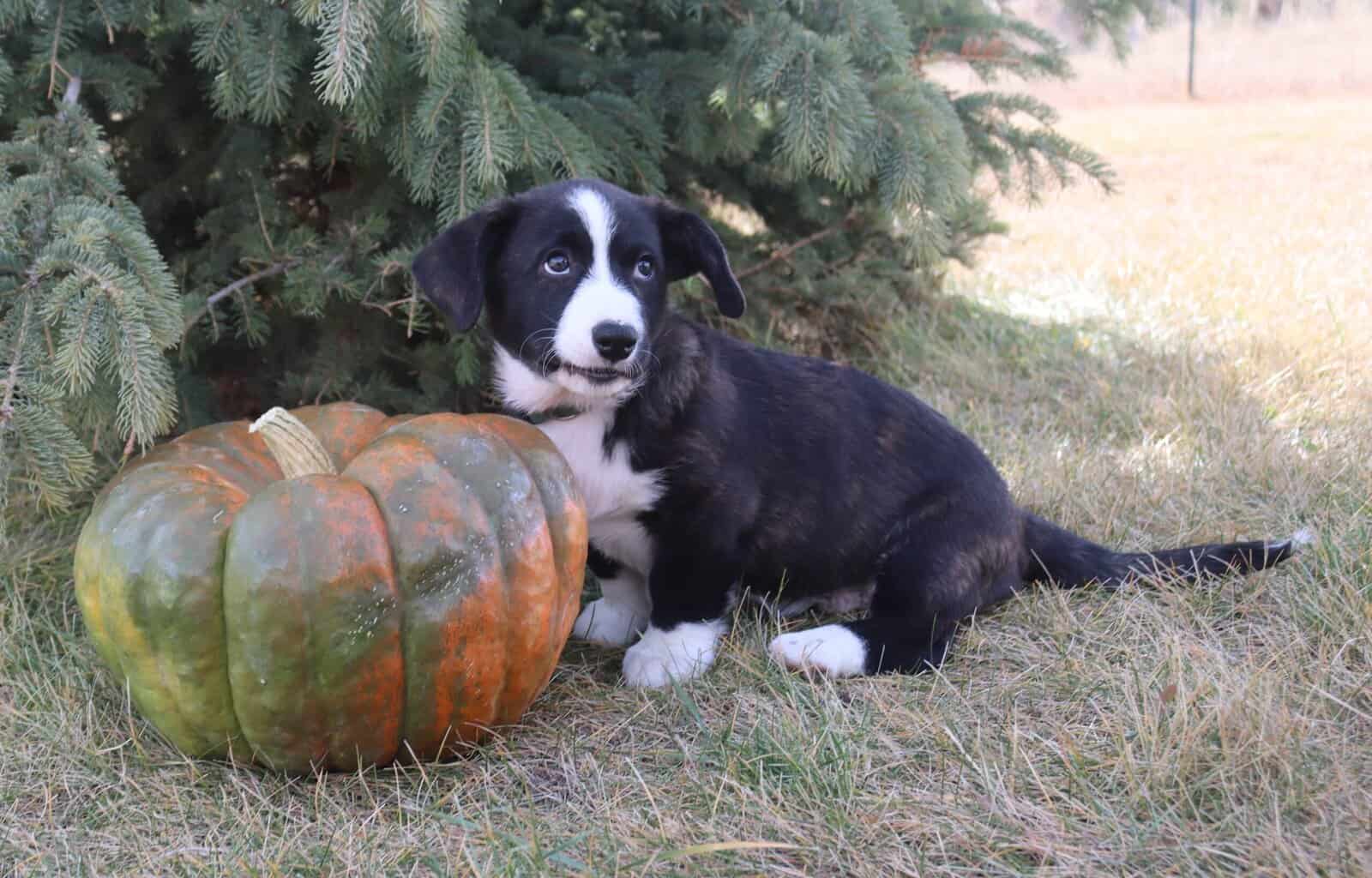 Purebred Cardigan Welsh Corgi Mr Green image 6