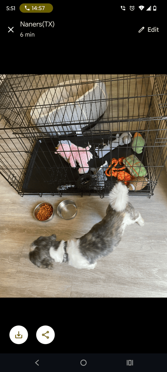 A Loving Dog , Needs A loving Home. image 6