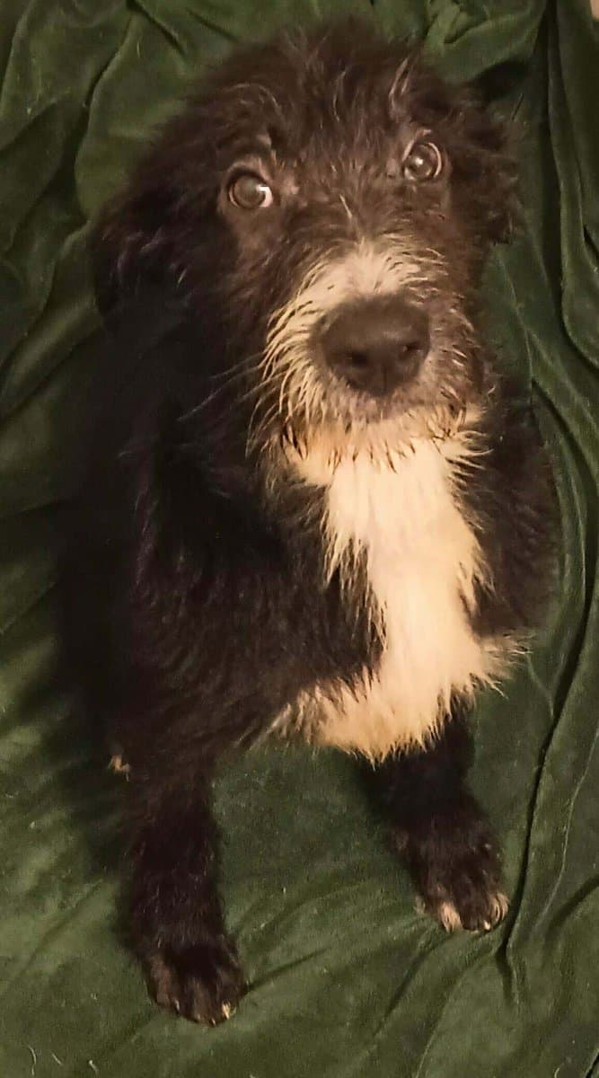 Available for adoption image 1