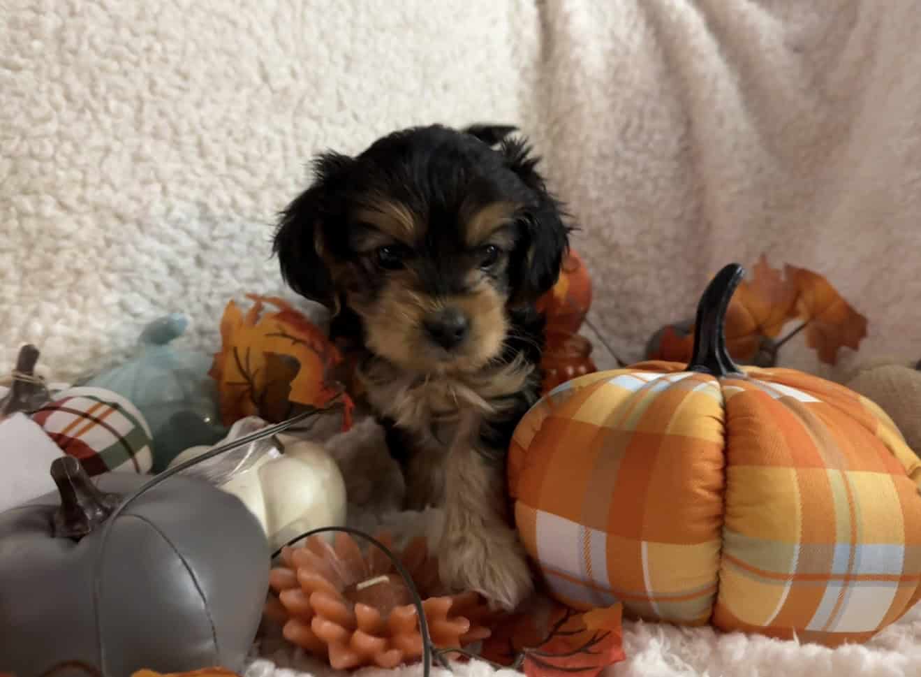 Morkie puppy image 1