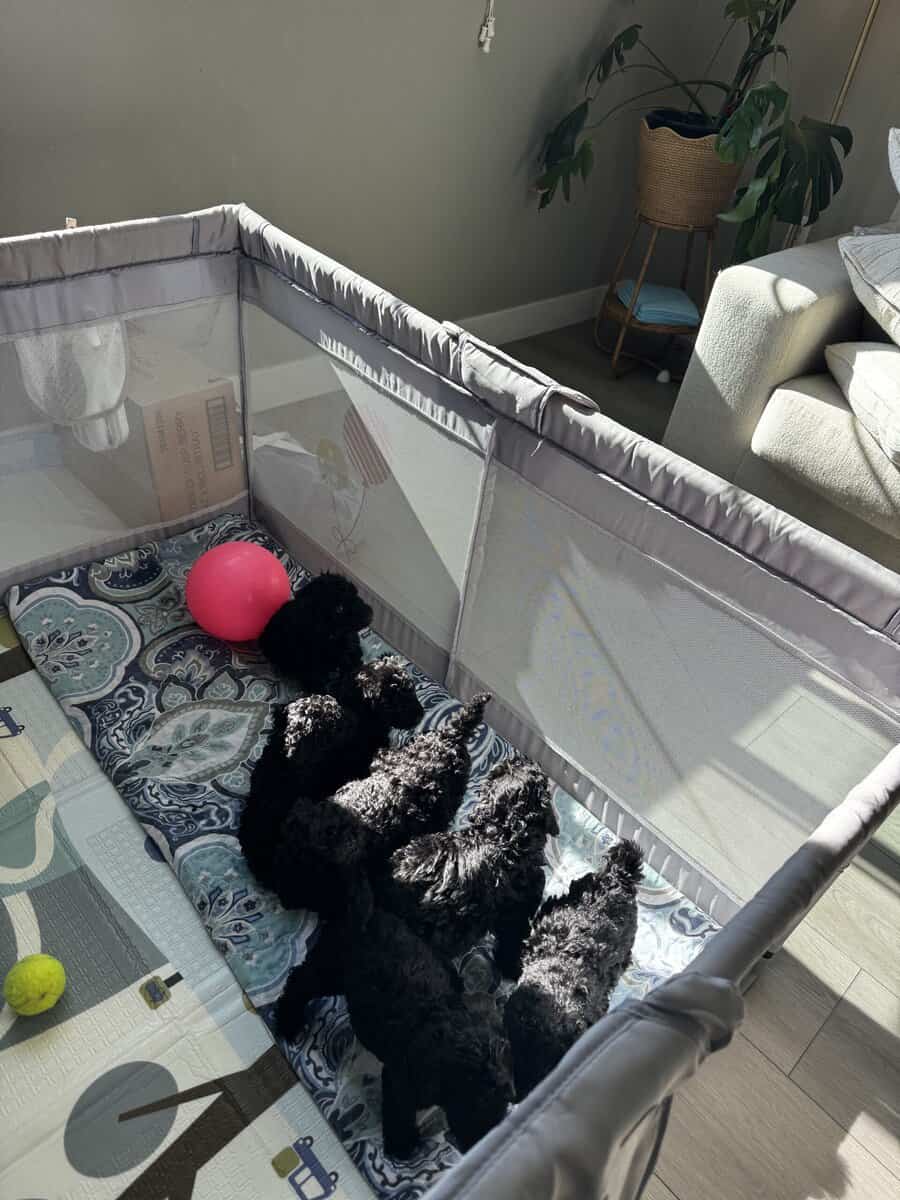 Standard Poodle Puppies – Family Raised – Ready image 6
