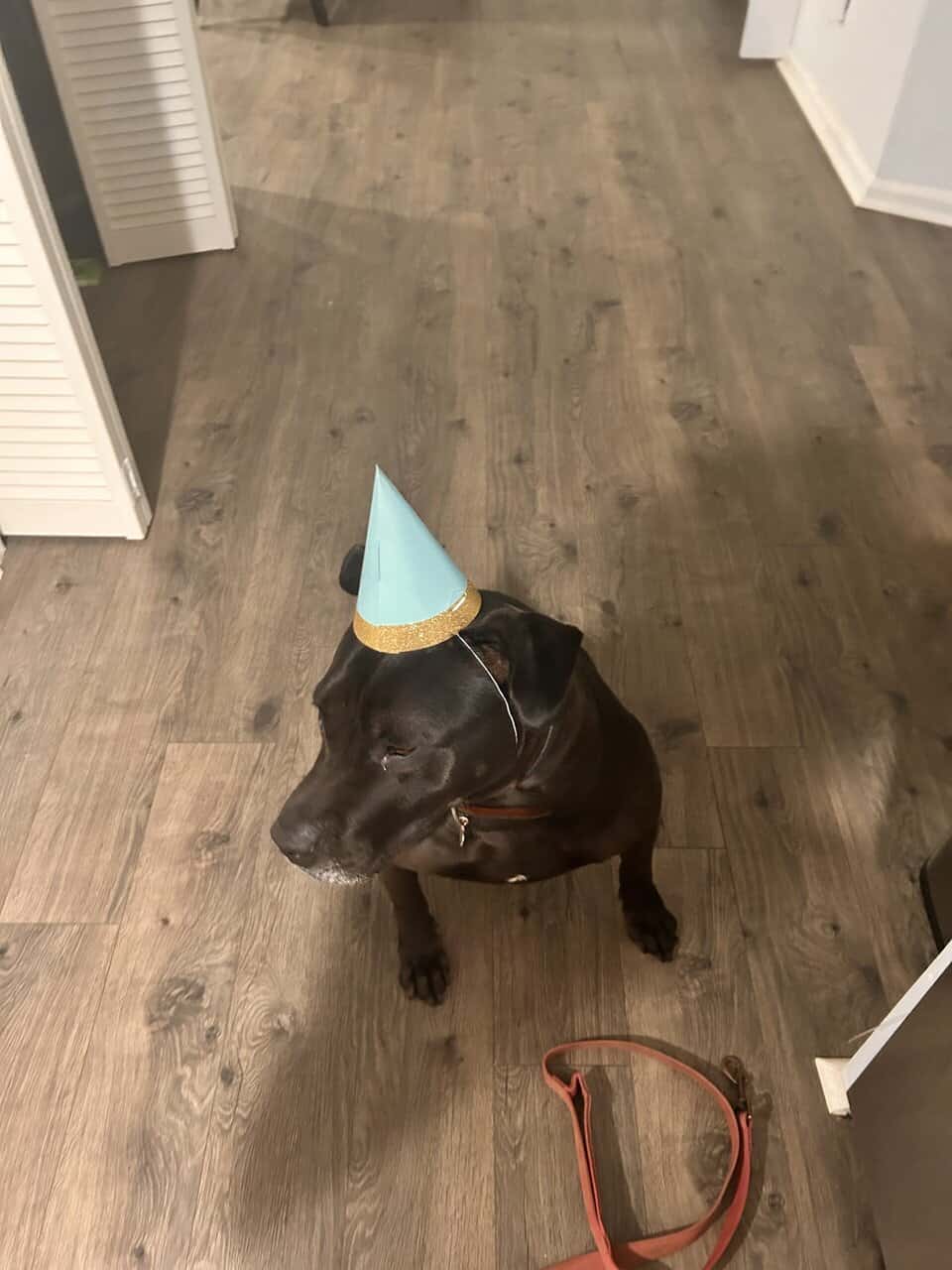 Lab/pit mix looking for loving home image 3