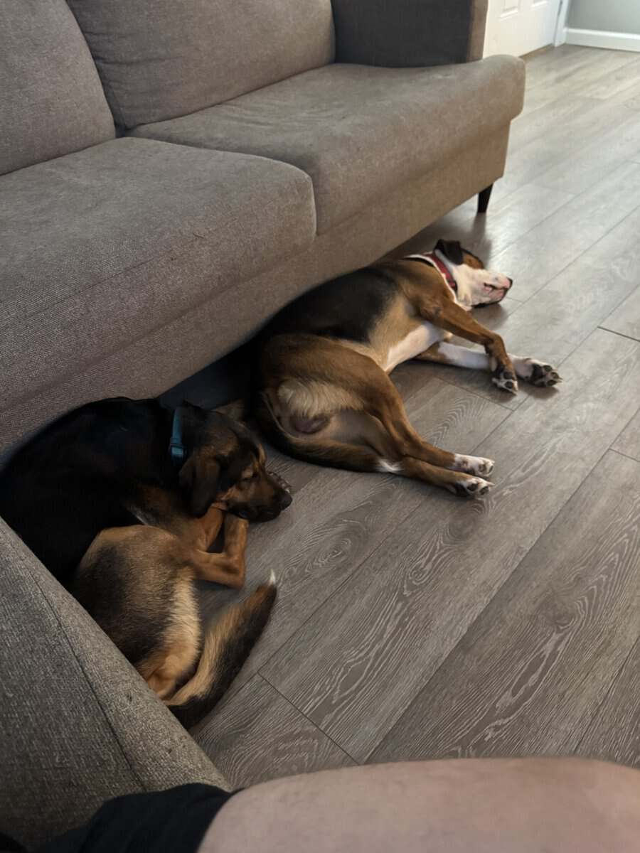 2 male mixed breeds for free image 2