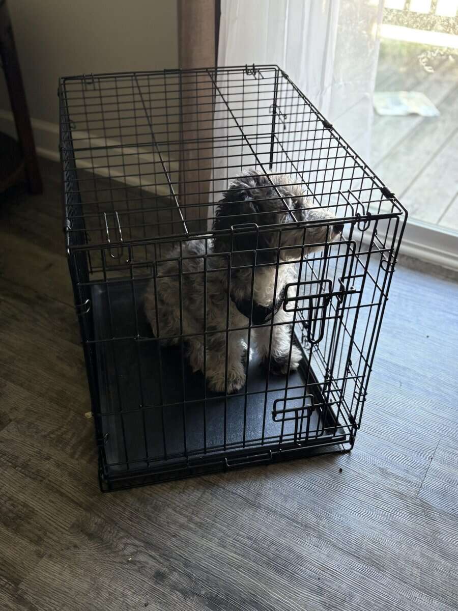 Miniature sheepadoodle image 7