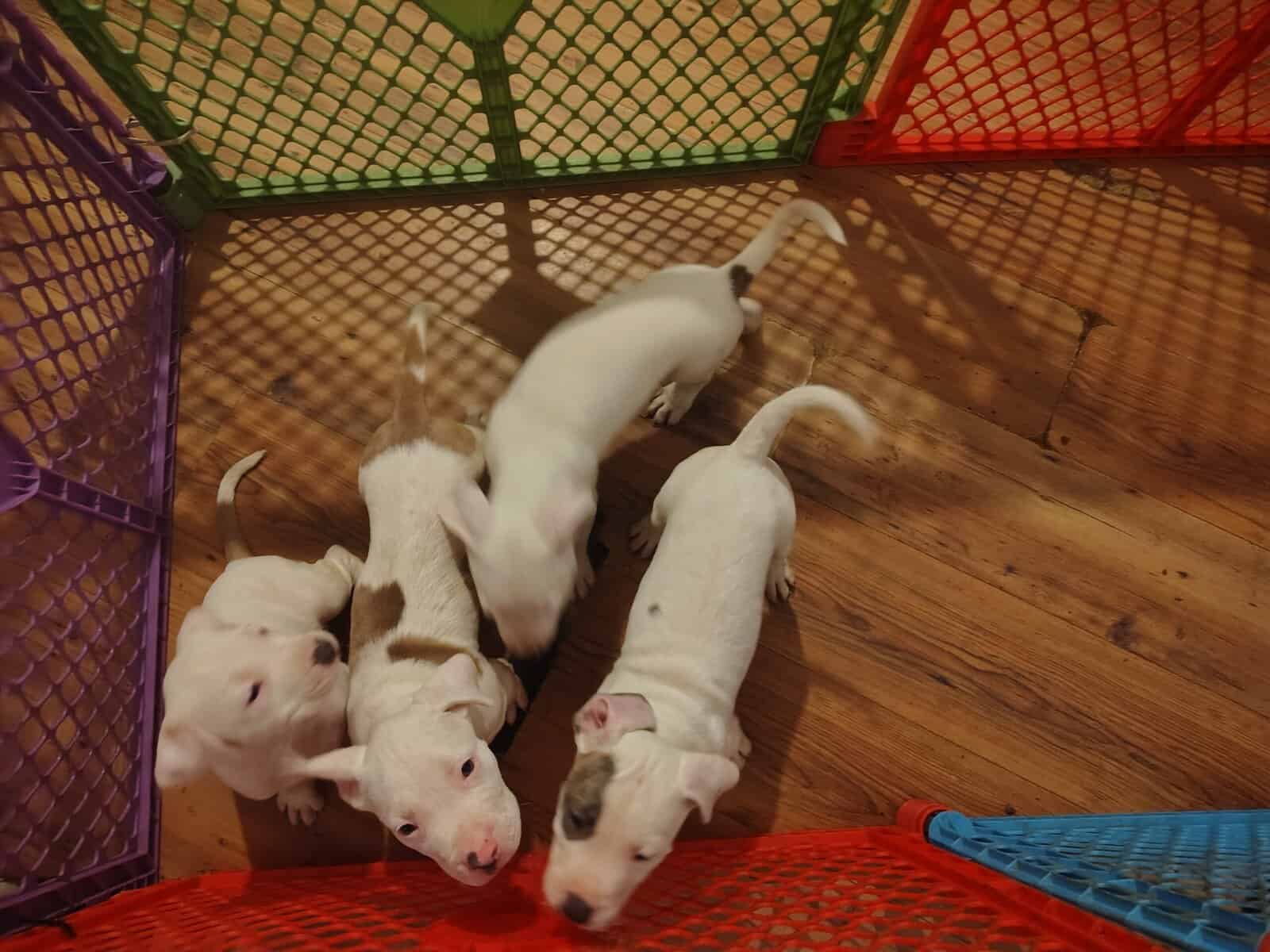 Rehoming-pitbull puppies image 11