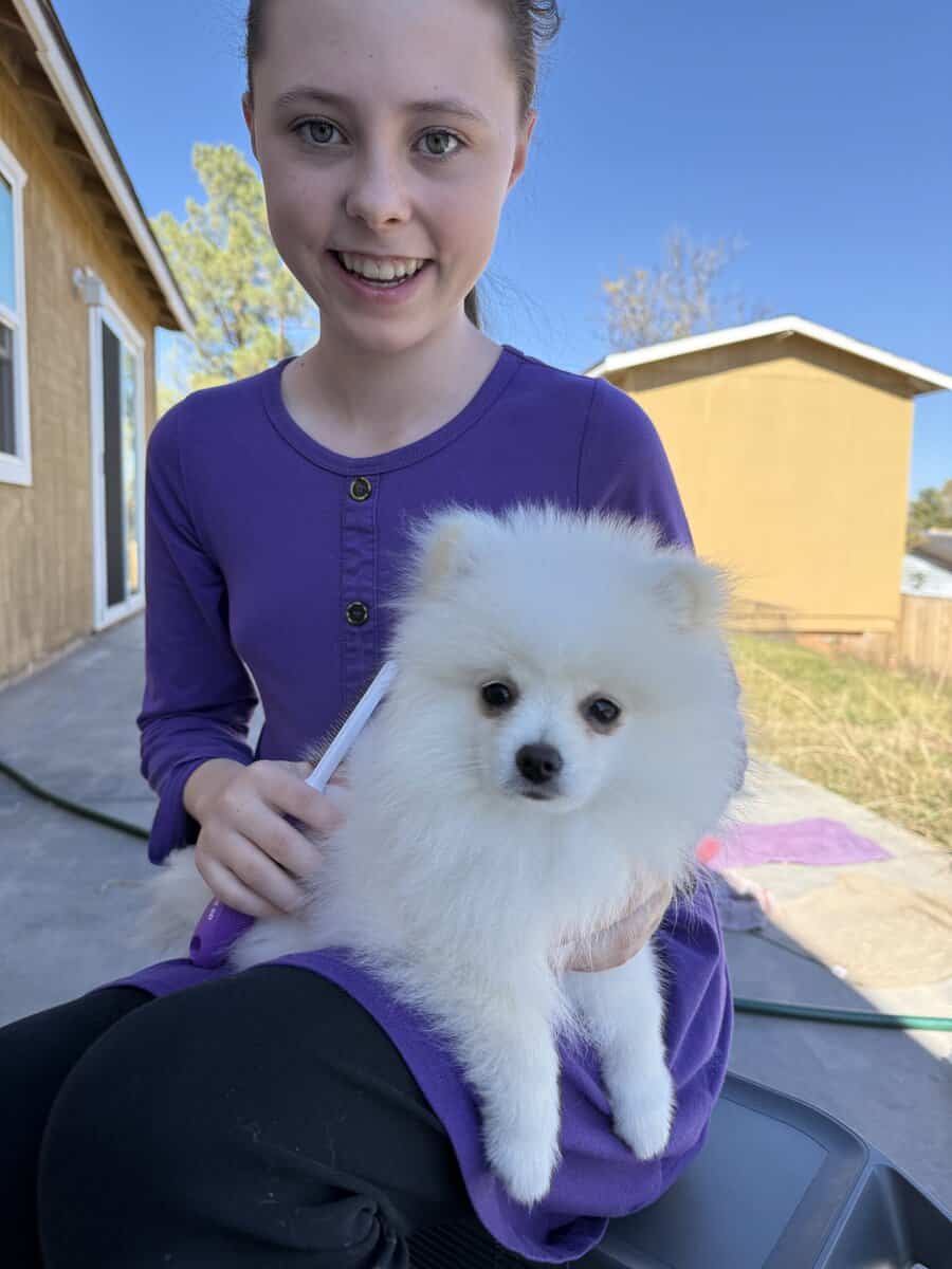 Gorgeous cream/white male pomeranian puppy image 2