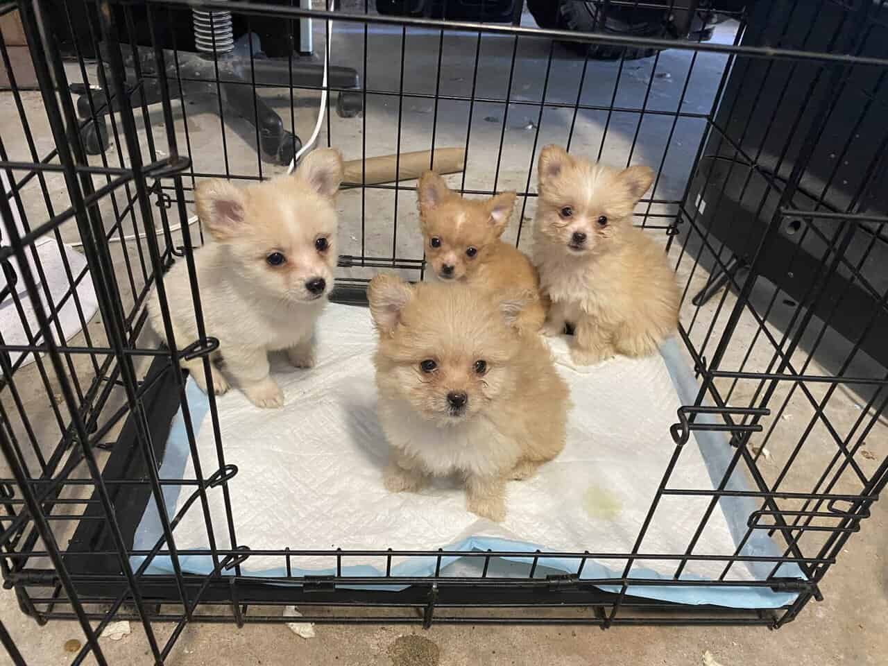 Pomeranian and Bichon image 2