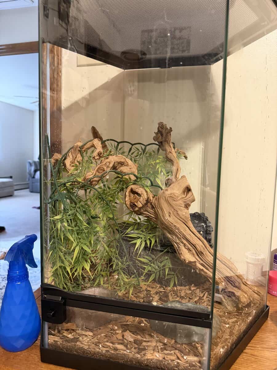 Crested Gecko, cage and supplies for sale image 2