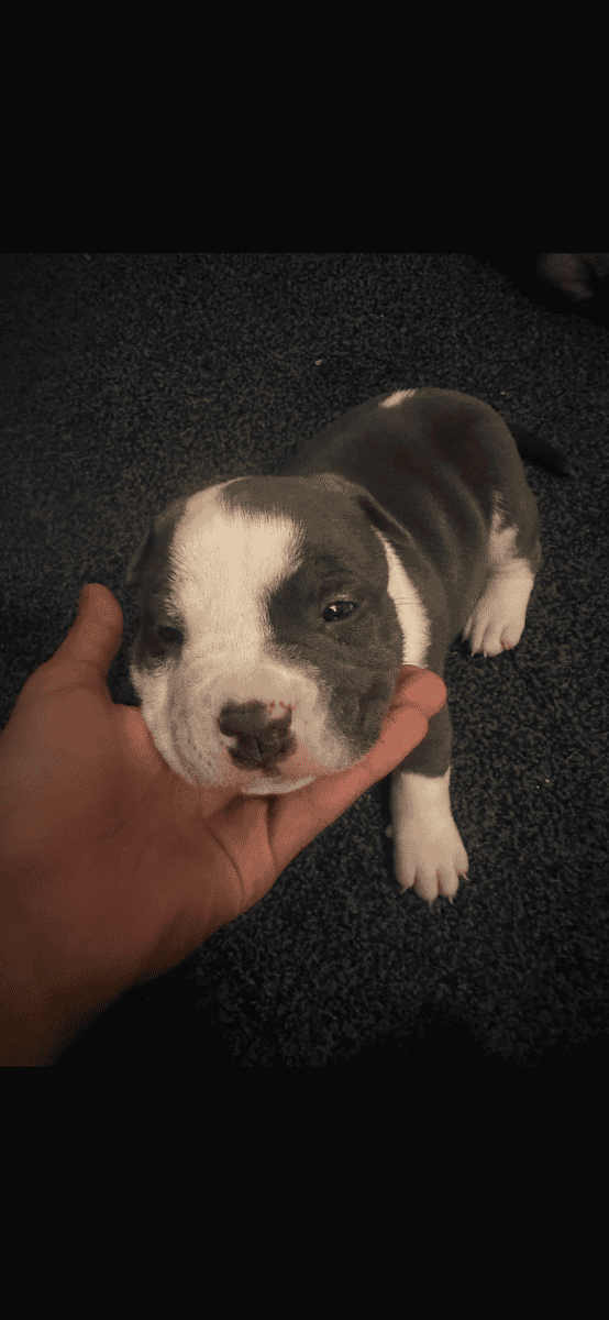 puppies bully and pitbull mixed image 1