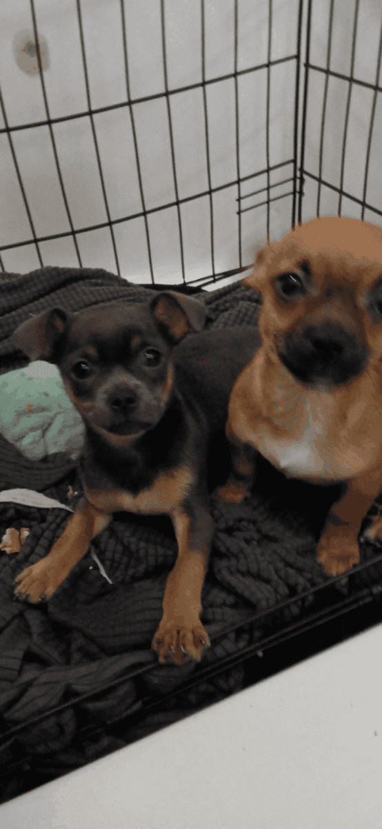 Just in time for the Holidays! Baby Chiweenies! image 1