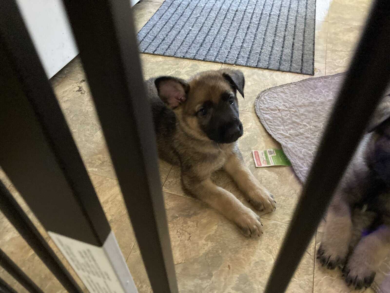 German Shepherd Puppy image 1