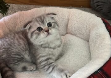 Scottish Fold male available December