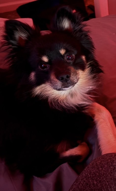 German Spitz ‘Enzo’ image 6
