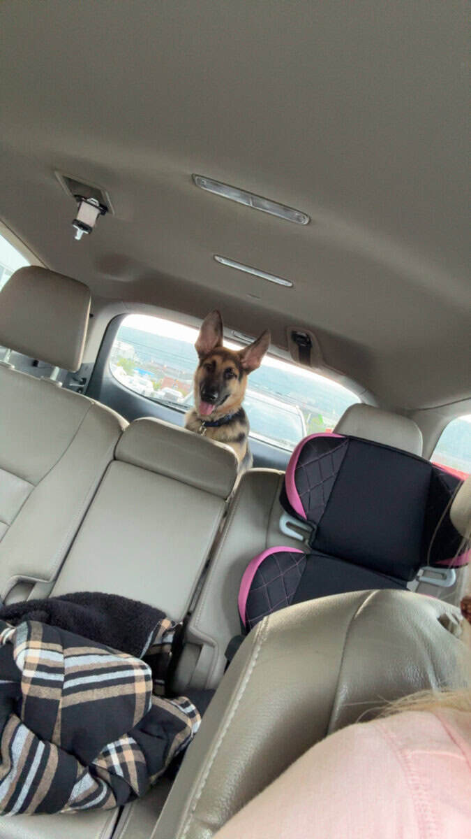Looking to rehome our 6 month old German Shepard image 3