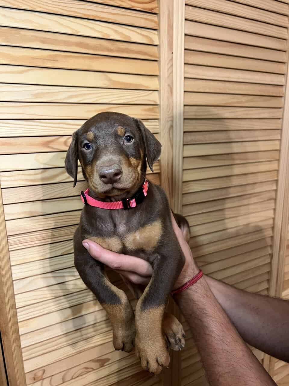 European Doberman puppies image 7