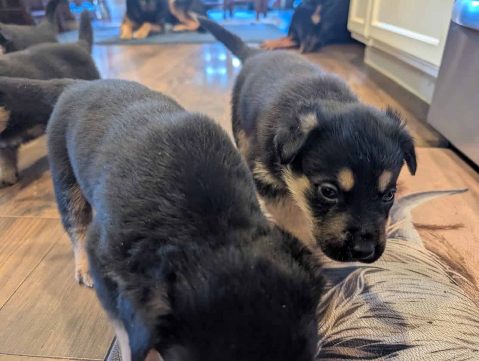 German shepherd mix puppies image 6