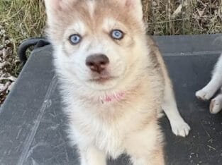 Gorgeous Purebred Red/White Husky puppy