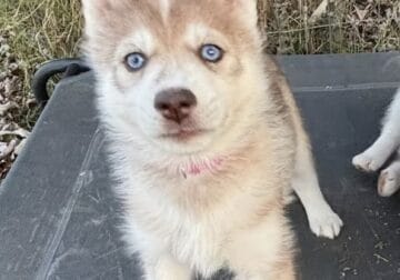 Gorgeous Purebred Red/White Husky puppy