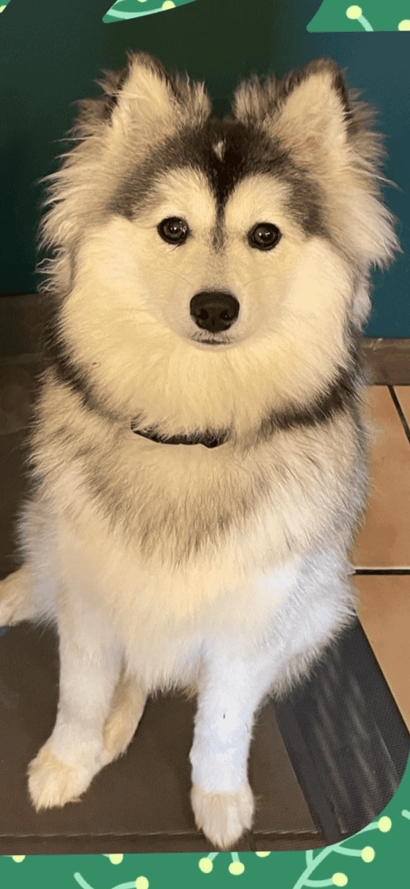 🐾 Pomsky – (Jacksonville FL) image 2
