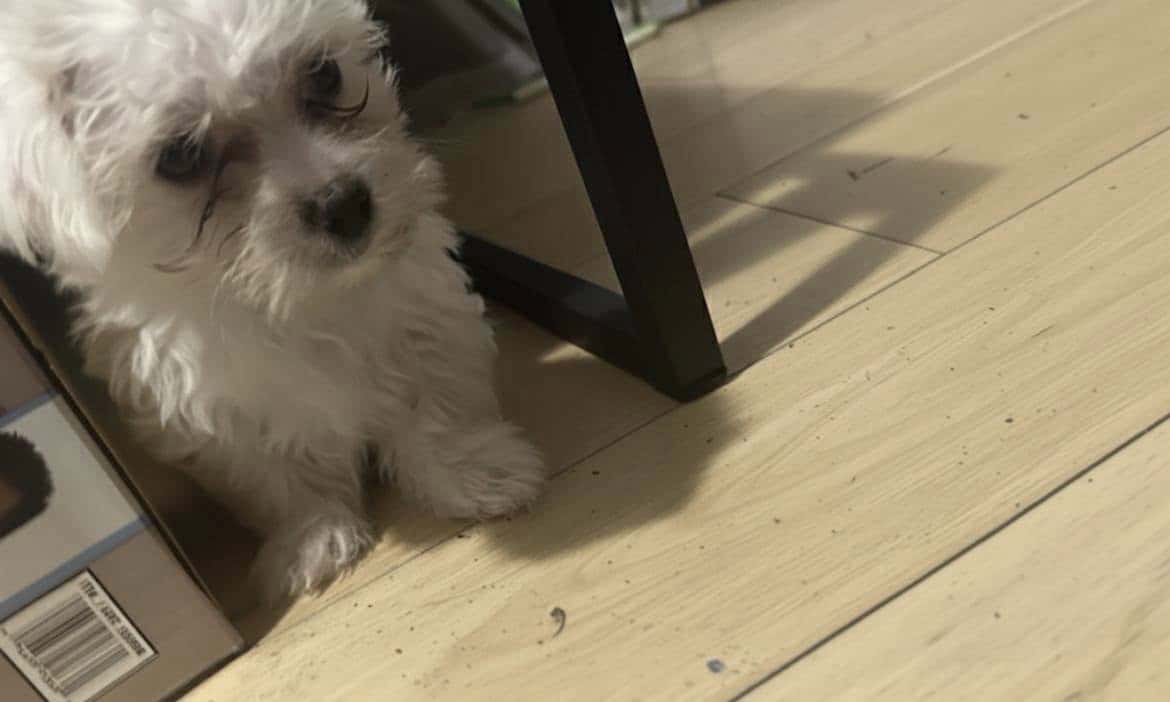 Maltipoo Puppy image 2
