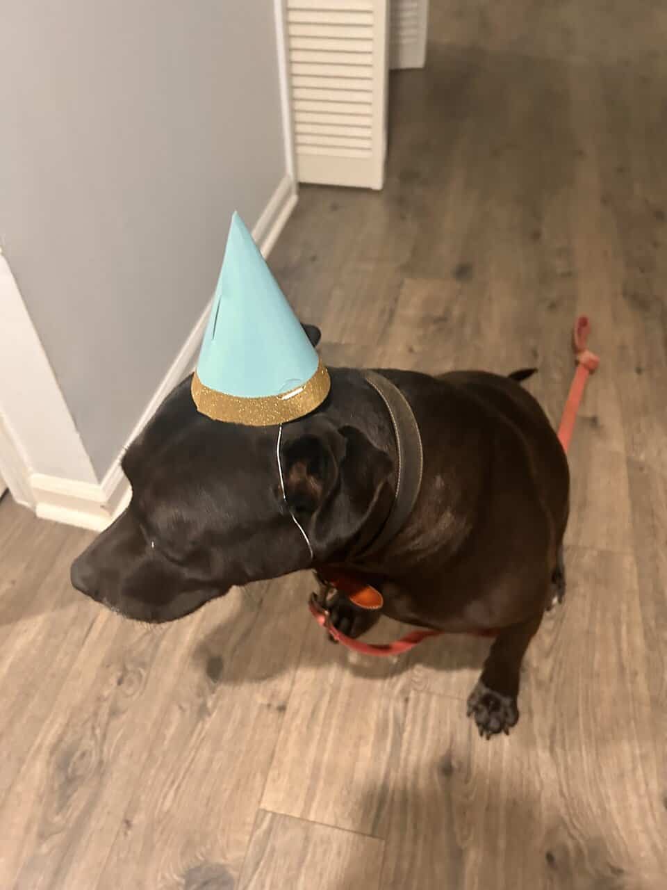 Lab/pit mix looking for loving home image 2