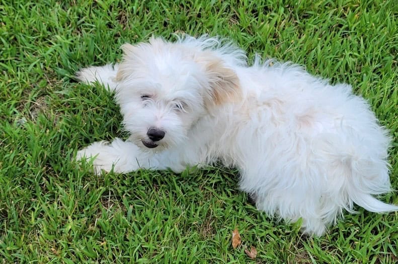 Bichon frisée/Poodle image 1